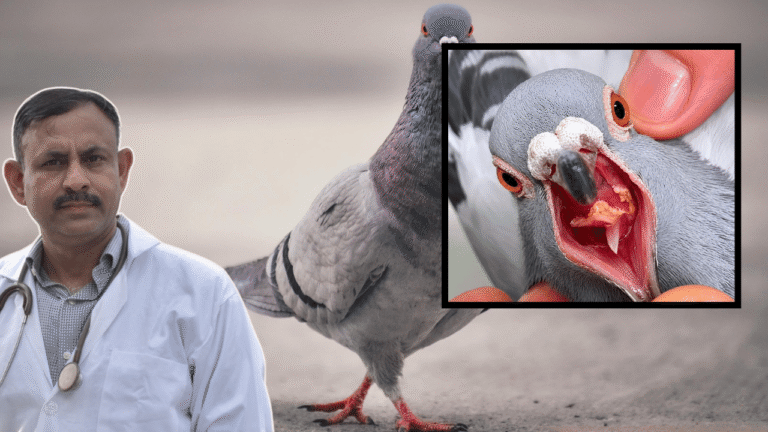 Pigeon Health Care