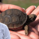 Turtle House