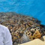 Turtle Tank