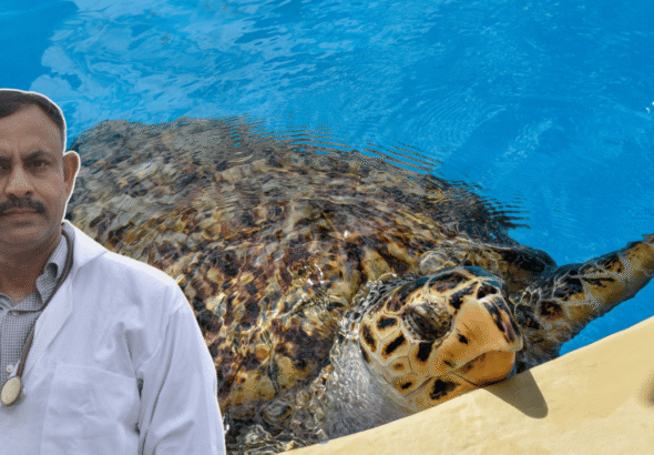 Turtle Tank