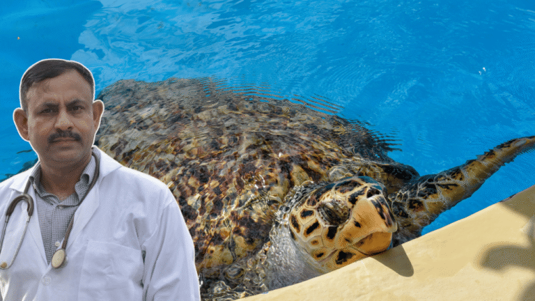 Turtle Tank