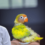 baby lovebird feeding