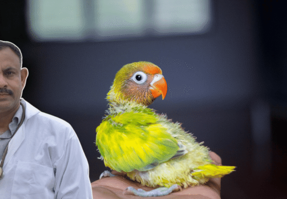 baby lovebird feeding