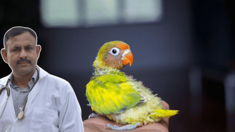 baby lovebird feeding
