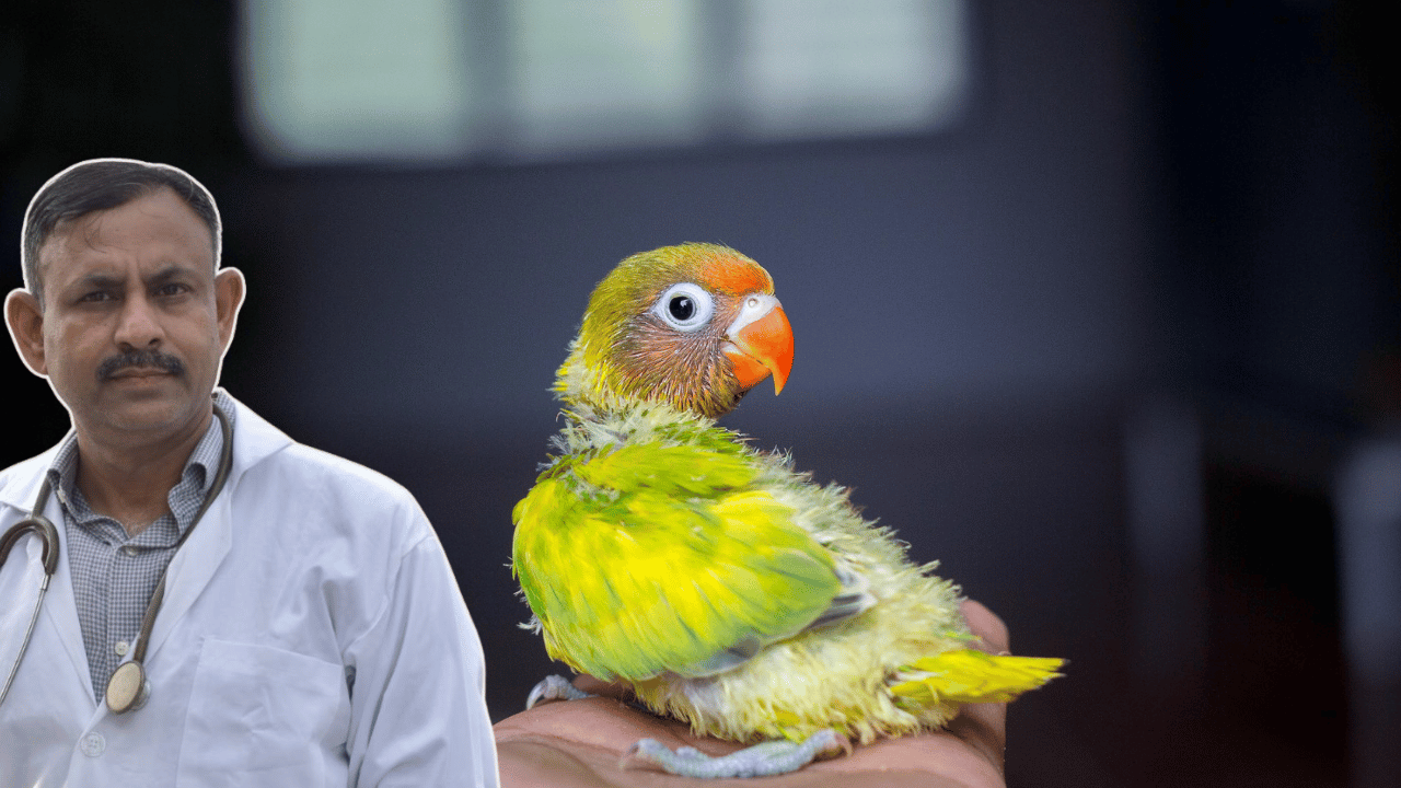 baby lovebird feeding