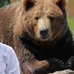 bear