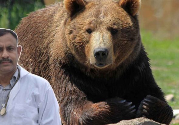 bear