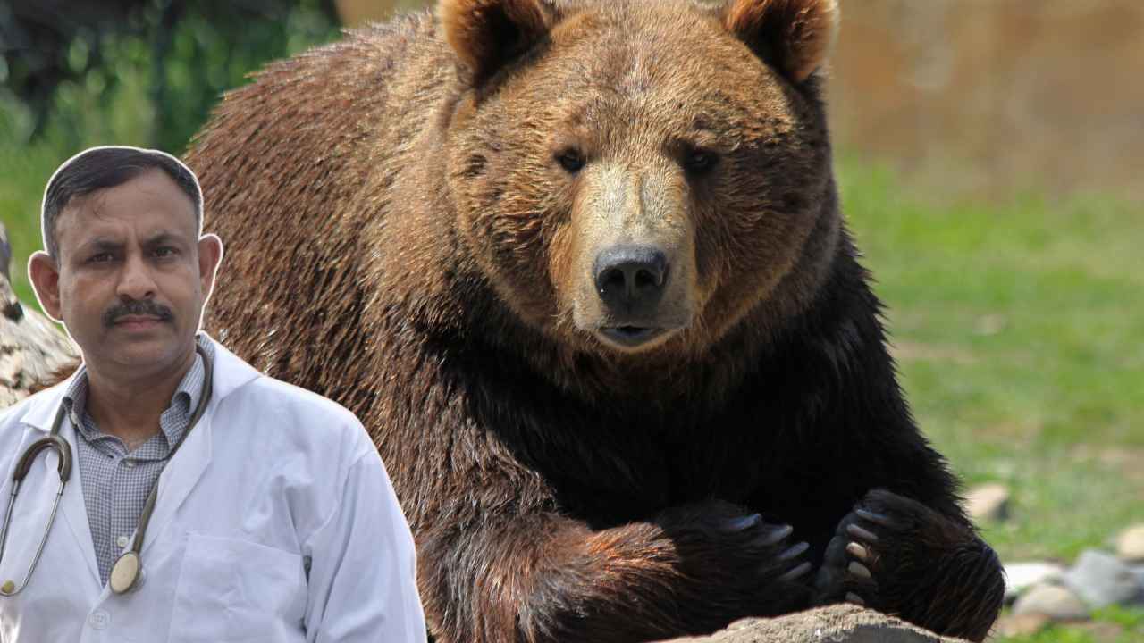 bear