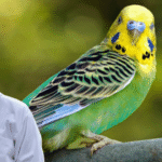 budgerigar