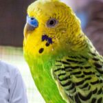 budgerigar