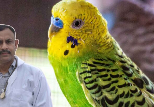 budgerigar