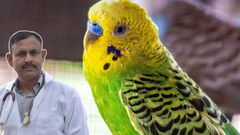 budgerigar
