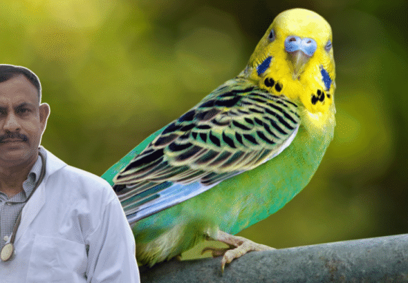 budgerigar