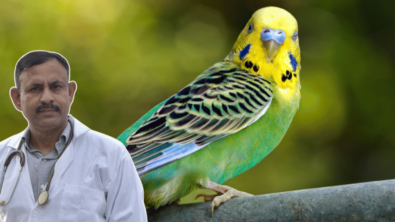budgerigar