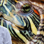 turtle swollen eyes