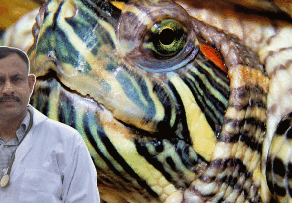 turtle swollen eyes
