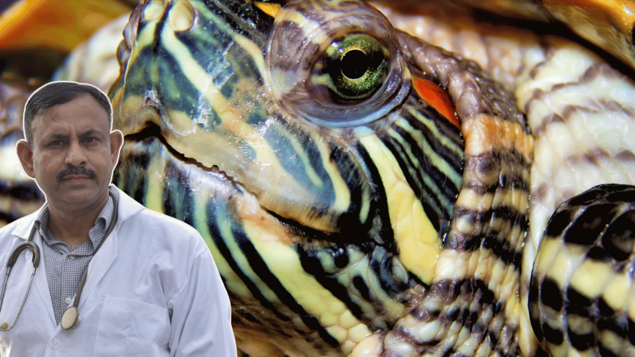 turtle swollen eyes